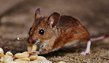 24 Hour & Emergency Exterminators in Quincy, MA